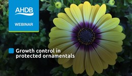 Growth control in protected ornamentals